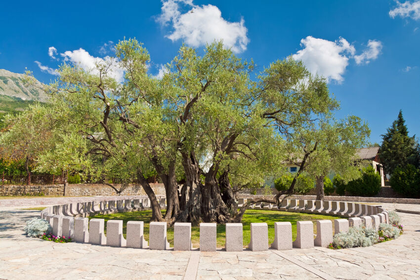 The Old olive tree in Bar, Montenegro